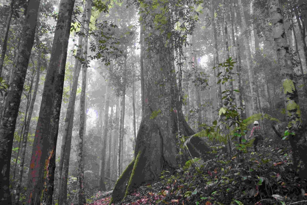 Hutan Indonesia
