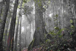 Hutan Indonesia